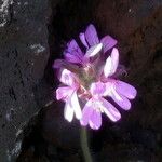 Pelargonium capitatum फूल