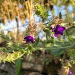 Anchusa officinalisKukka