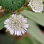 Eclipta prostrata Flower