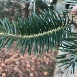 Abies homolepis Feuille