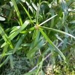 Cyperus aromaticus Листок