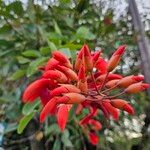 Erythrina crista-galli ফুল