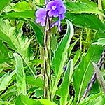 Stachytarpheta indica Flower