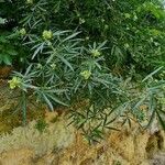 Cissus palmata Συνήθη χαρακτηριστικά