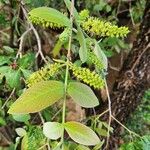 Combretum molle Leaf