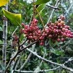 Pistacia lentiscus Fruit