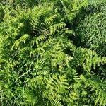 Athyrium distentifolium Habitus