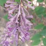 Buddleja lindleyana Fiore