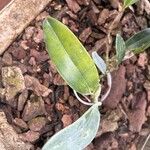 Epidendrum ciliare Blad