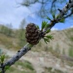 Larix deciduaFruit