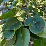 Pyrus pyrifolia Leaf