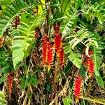 Heliconia rostrata Çiçek