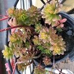 Sedum kimnachii 葉