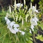 Cleome speciosa Flor