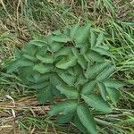 Angelica atropurpurea Leaf