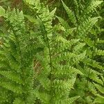 Dryopteris cristata पत्ता