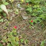 Potentilla indicaFrucht