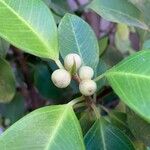 Ficus microcarpa 果實