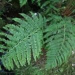 Culcita macrocarpa 葉