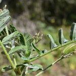 Astragalus boeticus Leaf