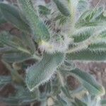 Echium angustifolium ഇല