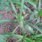 Agapanthus spp. Blad