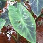 Colocasia esculenta Blatt