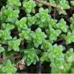 Sedum anglicum Fuelha