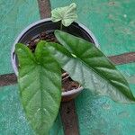 Alocasia heterophylla Folha