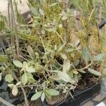 Teucrium fruticansÇiçek