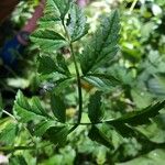Oenanthe sarmentosa Leaf