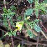 Ononis pusilla Flor