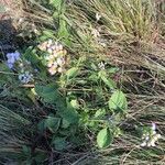 Ageratum conyzoides 形态