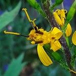 Ligularia przewalskii Flower