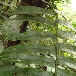 Lomariopsis hederacea Leaf