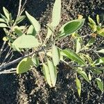 Nicotiana glauca Blad