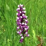 Orchis militaris Flower