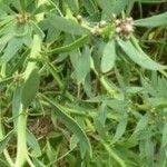 Stylosanthes guianensis Folha