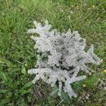Echium italicum Fruit
