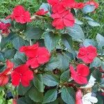 Impatiens wallerianaКветка