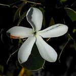 Carissa macrocarpa Blomma