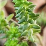 Sedum moranense Leaf