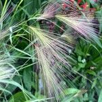 Hordeum jubatum फूल