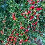 Cotoneaster nan-shan പുഷ്പം