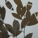Ephedranthus guianensis Other