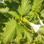 Datura stramoniumList