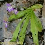 Pinguicula longifolia Hoja