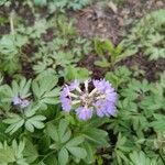 Primula denticulata Flower