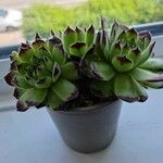 Sempervivum grandiflorum 花