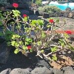 Pelargonium zonale Plante entière